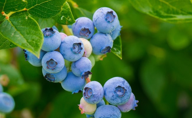 札幌の公園と自然で楽しめる動植物