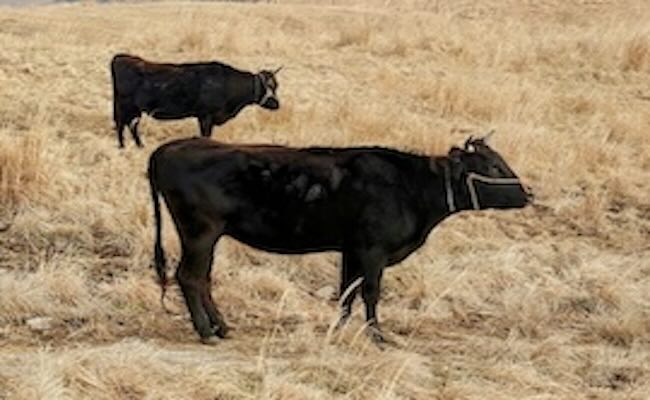 札幌の果樹園で楽しむ季節ごとの果物体験