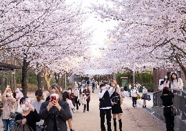 北海道大学キャンパス