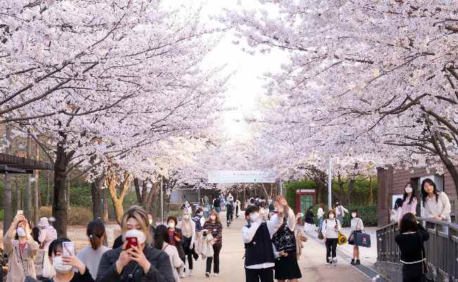 札幌の美しい花見スポット