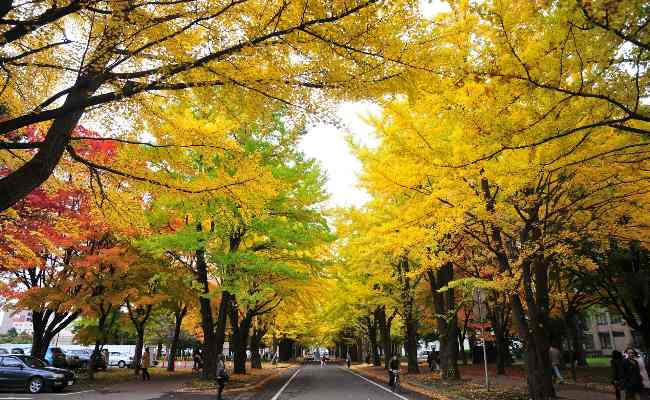 札幌の自然とグルメの楽しみ